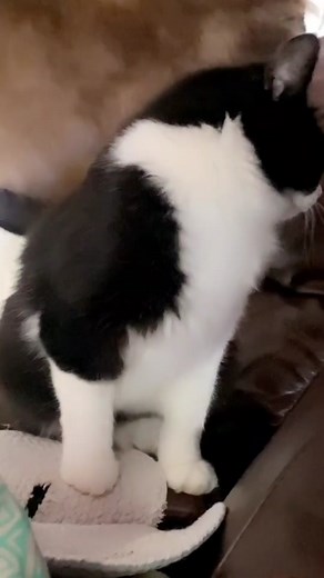 #cat #funny #fyp #foryou #catsoftiktok #tiktok