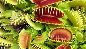 Magical Plants [11  Best Ones That Will Bend Reality For You!]