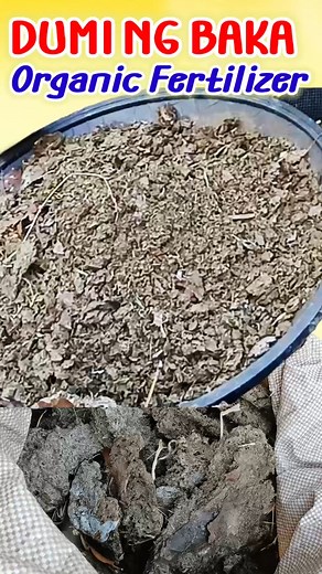 13K views · 138 reactions | Cow Manure as organic fertilizer #KabayangManny #CowManure #OrganicFertilizer #NaturalFertilizer #GardenFertilizer #SoilAmendment #SustainableGardening #OrganicGardening #HealthySoil #NutrientRich #EcoFriendly #GardeningTips #FertilizerBenefits #Compost #GreenGardening #SoilHealth #PlantNutrition #GardenCare #GrowOrganic #HealthyHarvest #FarmToFork | Kabayang Manny | Facebook