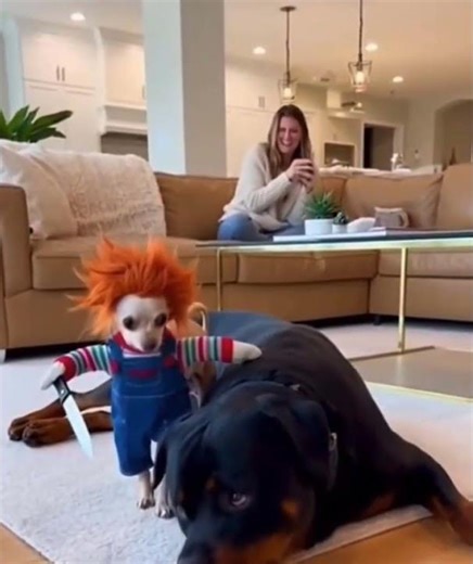 The Rise and Fall of Chucky the Dog