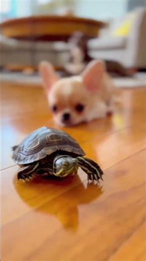 Chihuahua's Epic Turtle Race