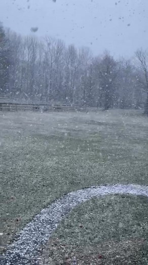 Snow again | Debbie Bedell
