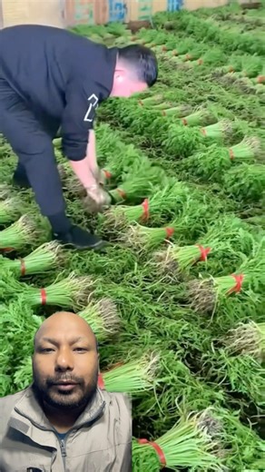 सागको जरा यसरी काट्नुपर्ने रहेछ #agritech #agrifuture #farming101