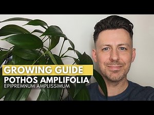 Epipremnum Amplissimum (Pothos Amplifolia) Care and Growing Guide