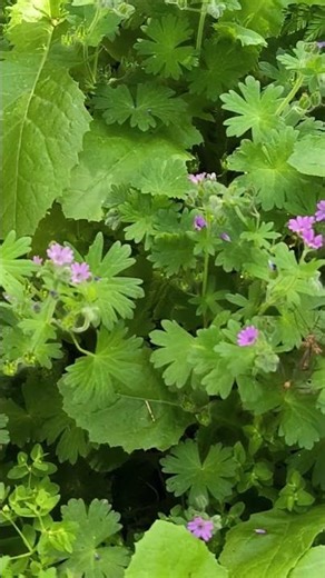 Geranium molle - hair balm ! Герань мягкая - бальзам для волос!