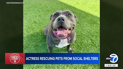 Alison Eastwood KABC7 Spotlight Tomorrow’s Pawsitively In Love Adoption Event | Farrah Smith