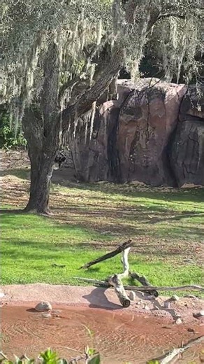 Wild African Dogs at Animal Kingsom #animalkingdom #disney