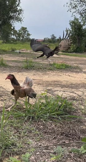 Incredible Escape: Hen Outsmarts Attacking Hawk