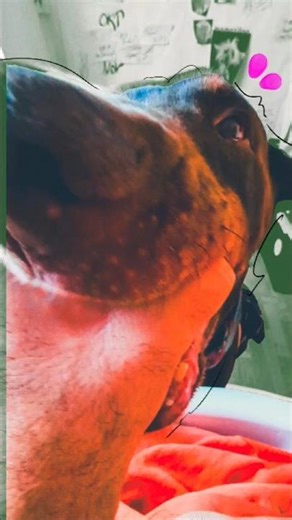 Dog Vlog part 2 🐶🎥😂 Hund Vlogg del 2. Hunden vill leka medan husse jobbar 🐶 | Hund vlogg del 2