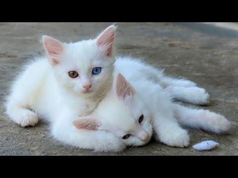 Tiny Fluffy Kittens Playing Like Best Friends | Super Cute Moments