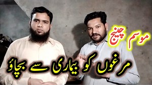 21K views · 1.9K reactions | Chicken Diseases with Changing Weather | Aseel Nawabi | Facebook