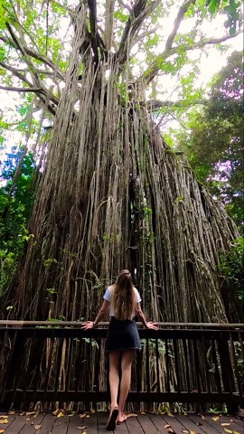 Visiting a GIANT Curtain Fig Tree in Atherton Tablelands! #shorts