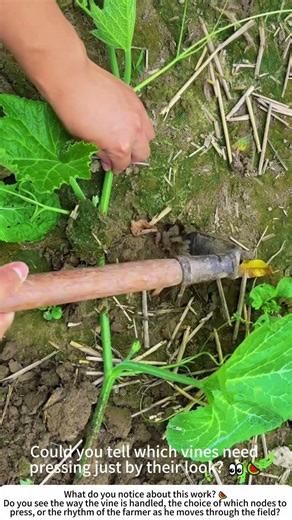 Pressing Melon Vines – A Quiet Act of Guidance in the Summer Field 🍉🌱