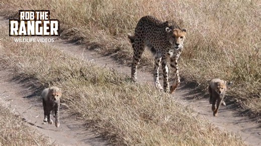 Cheetah takes her cubs to feed on fresh prey