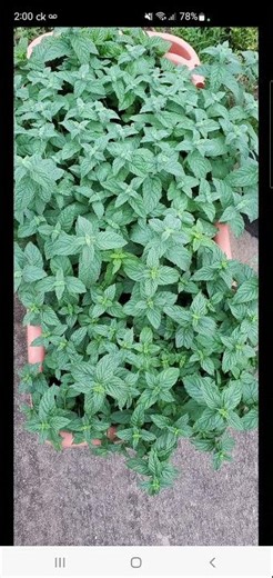 Behind The Music: Autie Audio - Peppermint Tea For Cold, Flu, And Nausea Relief