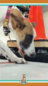 #training for maltida seach somethings#