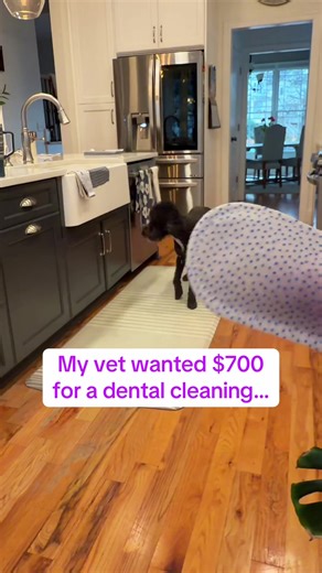 Why Dog Dental Care Matters: Insights from My Vet
