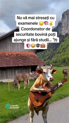 Coordonator de securitate bovină fără examene 😅🐄 #fărăstres #viitorul