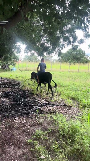 He is learning #agro #agriculture #cattlefarming #countrylife #farmlife