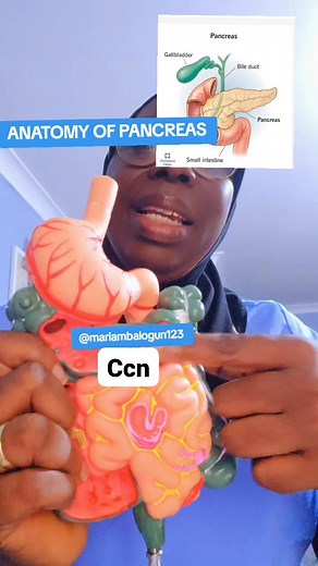 ANATOMY OF THE PANCREAS. WHEN THIS ORGAN FAILS IT CAUSES DIABETES. | Couples Connect Network By Sister Mariam Balogun