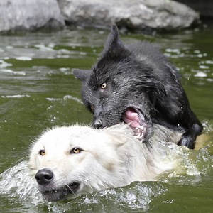 The best pool parties include wolves 🐺 With webbing between their toes, wolves are strong swimmers and capable of swimming far distances in search of food, territory, and mates. British Columbia's coastal island wolves live a unique existence along the intertidal zone. Swimming and scavenging along the remote beaches, these wolves live with two paws in the ocean and two paws on land. When hunting for food, "sea wolves" can swim for miles - one wolf was recorded swimming 7.5 miles between island