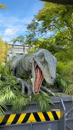 12K views · 375 reactions | We stopped to see Blue the Velociraptor at the Raptor Encounter in Universal Orlando. This is always a fun experience (and a bit scary for some!) #universalorlando #universalstudiosorlando #universalorlandoresort #raptorencounter #velociraptor #uor #raptor #dinosaur | Mousesteps | Facebook