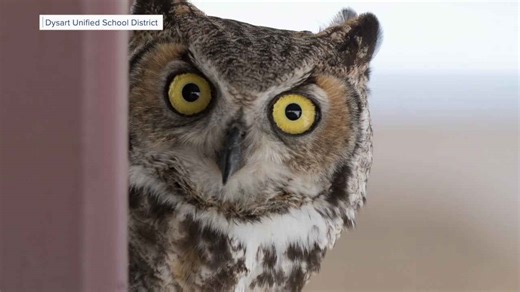 Surprise high school readying for new owlets on campus