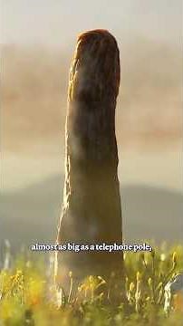 Giant sausage-like organism may be a new form of life