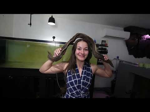 How to make aquarium decorations FOR FISH TANKS natural method - The king of DIY