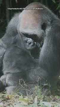 Exhibit Design at the Bronx Zoo | Born Free Investigates | Zoo Investigation | Born Free USA #shorts