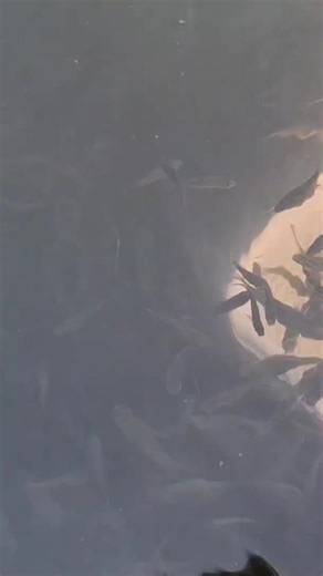 Catching small minnows can be a lot #shorts #youtubeshorts #facebookreels #fishing #viral | Net Fisher