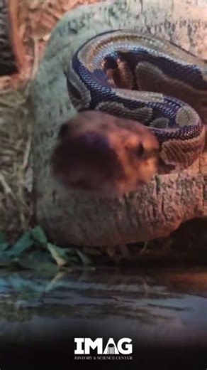 Ball python Chubs is here to brighten your day with a friendly boop! Snakes use their forked tongues to taste the air. Their incredibly sensitive Jacobsen's organ allows them to even determine which side of the fork is picking up an interesting smell, helping them identify prey trails, avoid predators, and understand their world. #myfortmyers #snakesofig #dailydoseofcute #scalynotscary | IMAG History & Science Center | Facebook