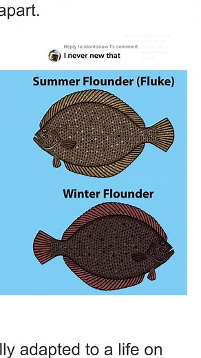 Summer vs Winter Flounder: Spotting the Differences