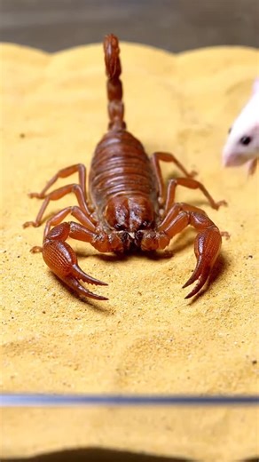 scorpion vs Rat 🐁 🦂 #scorpion #hunting #USA #naturevideo #naturevideo