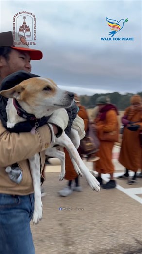 Aloka the Peace Dog on Instagram: "❄️ It was a very chilly start to Day 50 of the #WalkForPeace! To make sure our Peace Dog stays happy and healthy, Aloka had to take on the role of Cozy Commander, supervising the walk from the warm comfort of the RV! He had been keeping a very keen eye on the walk and sending warm, high-speed peaceful energy to everyone on the road! Don't worry, he was ready for his shift as soon as the sun shined! 😉 Safety and smiles first! 💚 May you and all beings be happy