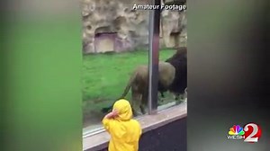 A 2-year-old boy has a close encounter with a lion at a zoo. After a staring contest, the 400-pound lion runs toward the boy and tries to jump on him: http://wesh.tv/6009BSS7W | WESH 2 News