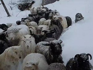 Des Bergers des Pyrénées au travail avec des brebis (vidéo)