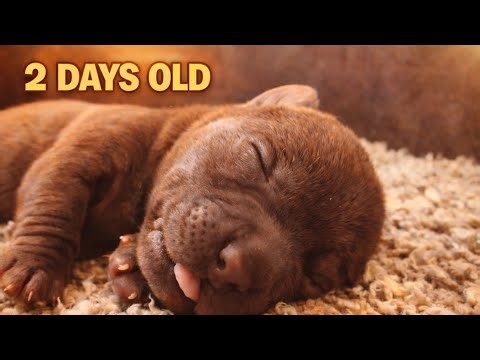 Newborn Labrador Puppies Sleeping Peacefully | 2 Days Old 🐾