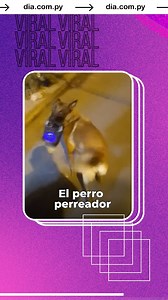 27K views · 10K reactions | El perro que quiere perrear con los perros 掠 | DIA | Facebook