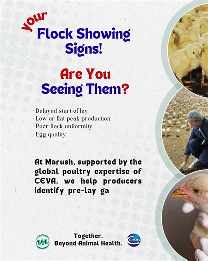 Field Signs That Indicate Poor Pre-Lay Preparation