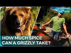 What Happens When You Pepper-Test A 700lb Grizzly Bear? | MythBusters