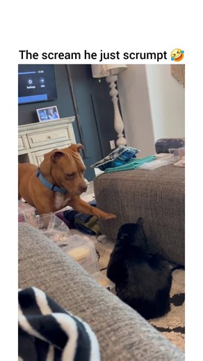 meowments on Instagram: "I’m not sure I have ever heard that sound come out of a dog 😭😭 ( Cr: bails_garcia02/tt )"