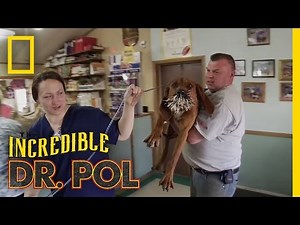 Bloodhounds vs. Porcupine | The Incredible Dr. Pol