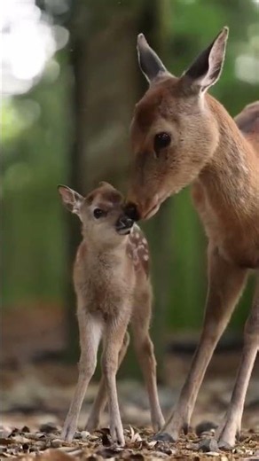 This baby deer's reaction is everything! 🦌✨ #shortsvideo