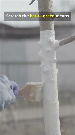 Stop Winter Damage NOW! March Garden Check in 60s