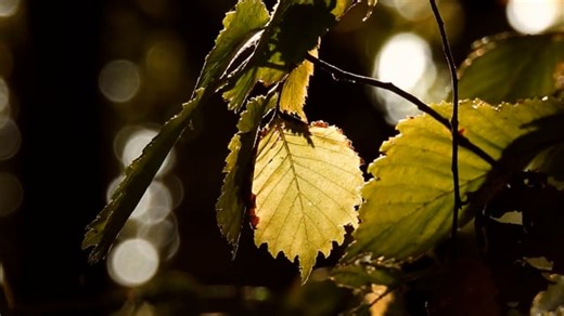 Leaf, Branch, Tree. Free Stock Video