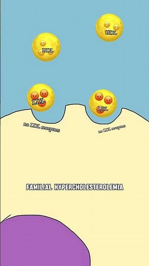 familial hypercholesterolemia explained #apbio #apbiology #animation