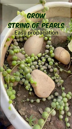 Propagate STRING OF PEARLS succulent | Most beautiful spiller plant 🪴