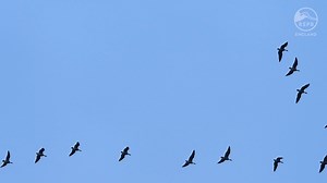 29 reactions |  Over 25,000 pink-footed geese spend their winter on...