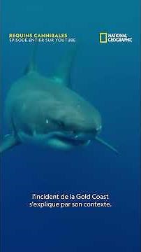What is driving these sharks to cannibalism?